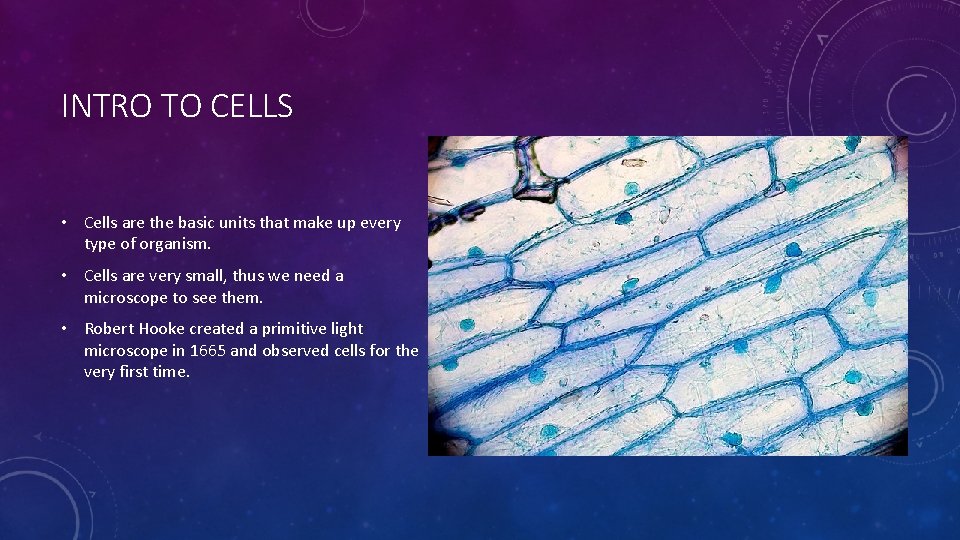 INTRO TO CELLS • Cells are the basic units that make up every type