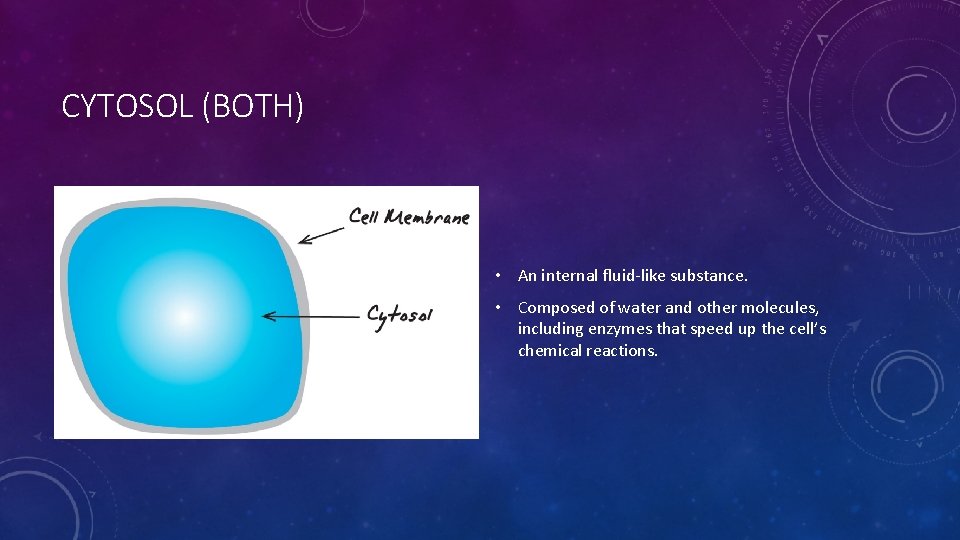 CYTOSOL (BOTH) • An internal fluid-like substance. • Composed of water and other molecules,