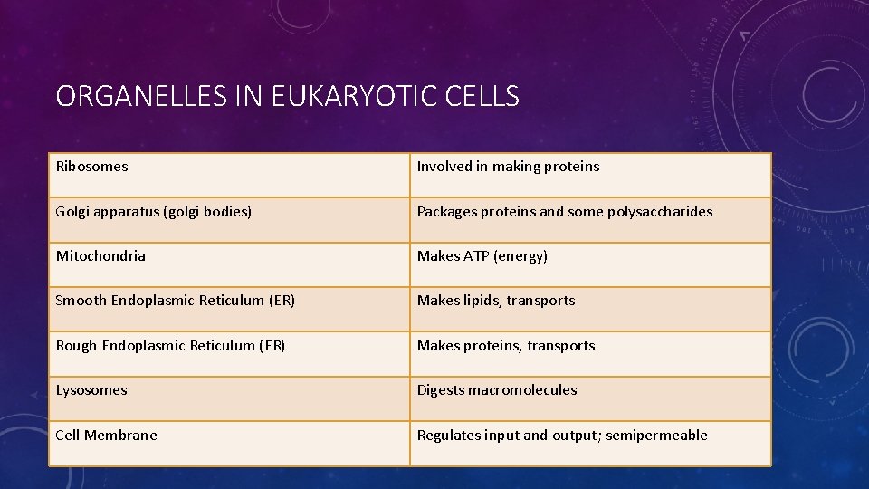 ORGANELLES IN EUKARYOTIC CELLS Ribosomes Involved in making proteins Golgi apparatus (golgi bodies) Packages