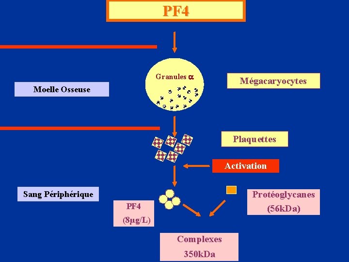 PF 4 Granules a Moelle Osseuse Mégacaryocytes Plaquettes Activation Protéoglycanes (56 k. Da) Sang