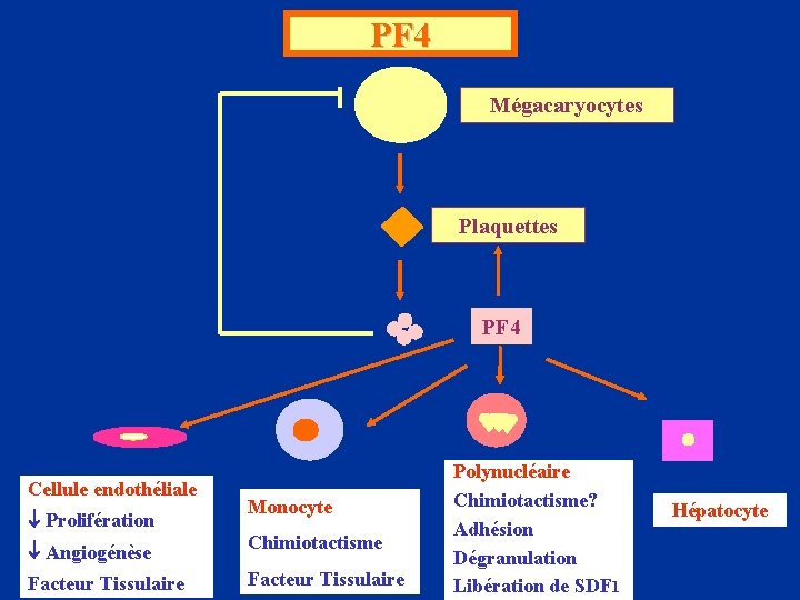 PF 4 Mégacaryocytes Plaquettes PF 4 Cellule endothéliale Prolifération Monocyte Angiogénèse Chimiotactisme Facteur Tissulaire