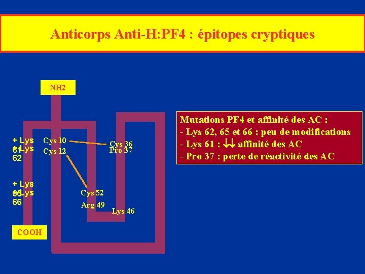 Anticorps Anti-H: PF 4 : épitopes cryptiques NH 2 + Lys + 61 Lys
