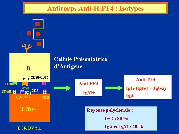 Anticorps Anti-H: PF 4 : Isotypes Cellule Présentatrice d’Antigène B CHMII CD 80/CD 86