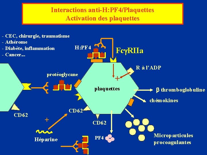 Interactions anti-H: PF 4/Plaquettes Activation des plaquettes - CEC, chirurgie, traumatisme - Athérome H: