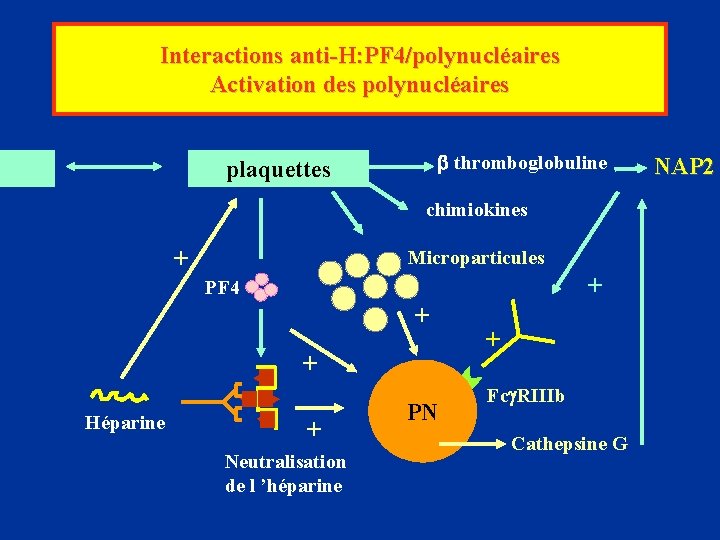 Interactions anti-H: PF 4/polynucléaires Activation des polynucléaires thromboglobuline plaquettes chimiokines + Microparticules + PF
