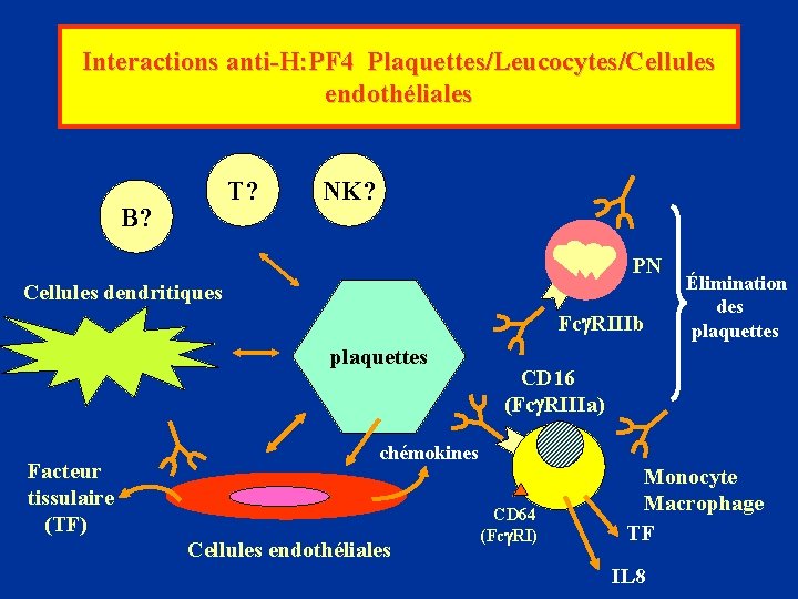 Interactions anti-H: PF 4 Plaquettes/Leucocytes/Cellules endothéliales T? B? NK? PN Cellules dendritiques Fc RIIIb