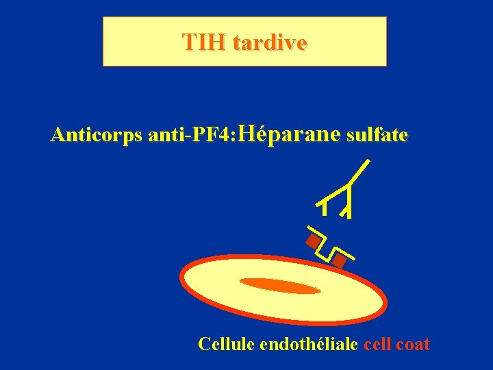 TIH tardive Anticorps anti-PF 4: Héparane sulfate Cellule endothéliale cell coat 