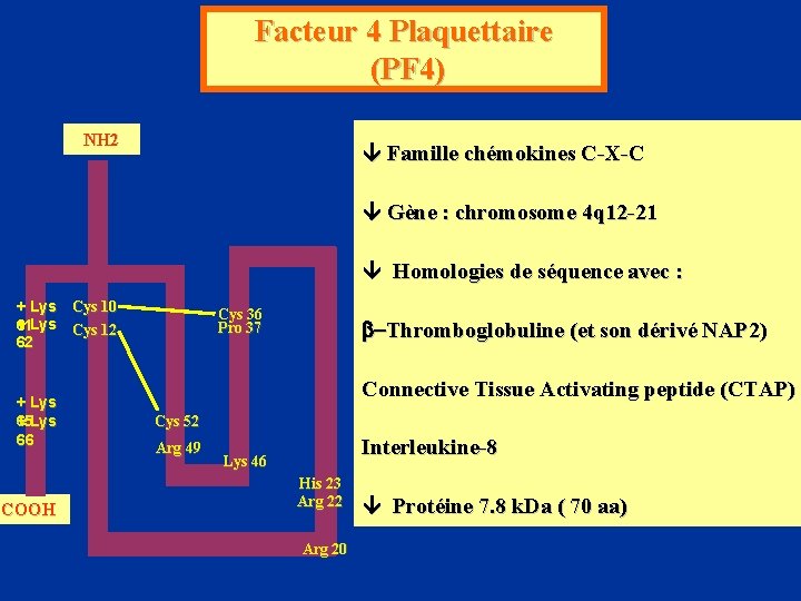 Facteur 4 Plaquettaire (PF 4) NH 2 Famille chémokines C-X-C Gène : chromosome 4