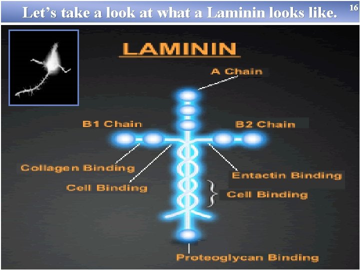 Let’s take a look at what a Laminin looks like. 16 