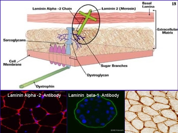 18 Laminin Alpha -2 Antibody Laminin beta-1 Antibody 