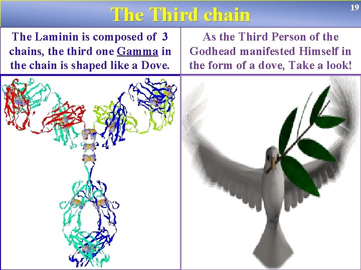 The Third chain The Laminin is composed of 3 chains, the third one Gamma