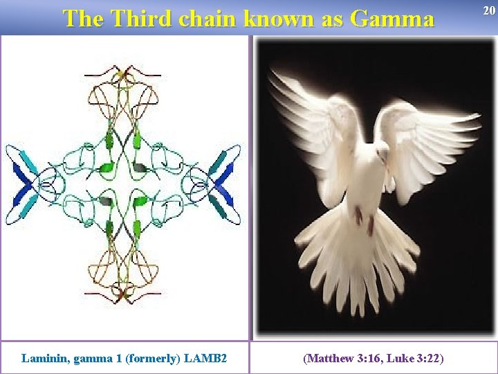 20 The Third chain known as Gamma Laminin, gamma 1 (formerly) LAMB 2 (Matthew