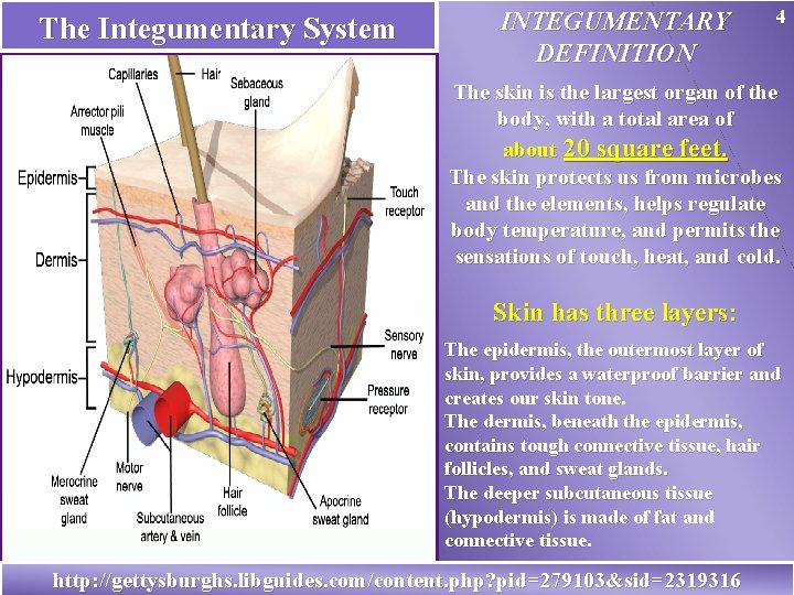 The Integumentary System INTEGUMENTARY DEFINITION 4 The skin is the largest organ of the
