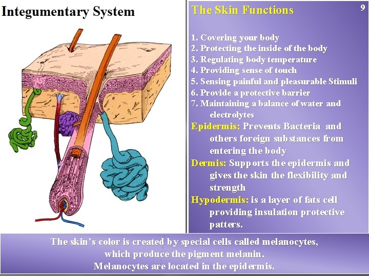 The Skin Functions 1. Covering your body 2. Protecting the inside of the body