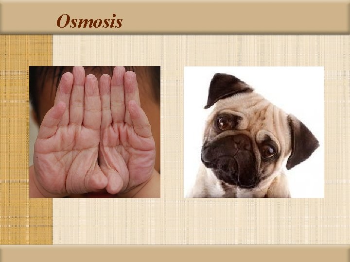 Osmosis 