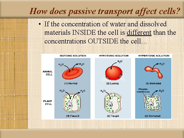 How does passive transport affect cells? • If the concentration of water and dissolved