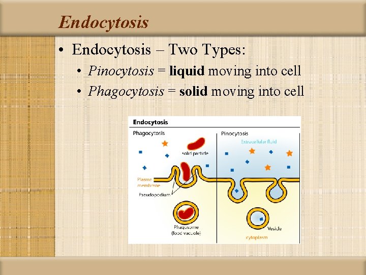 Endocytosis • Endocytosis – Two Types: • Pinocytosis = liquid moving into cell •