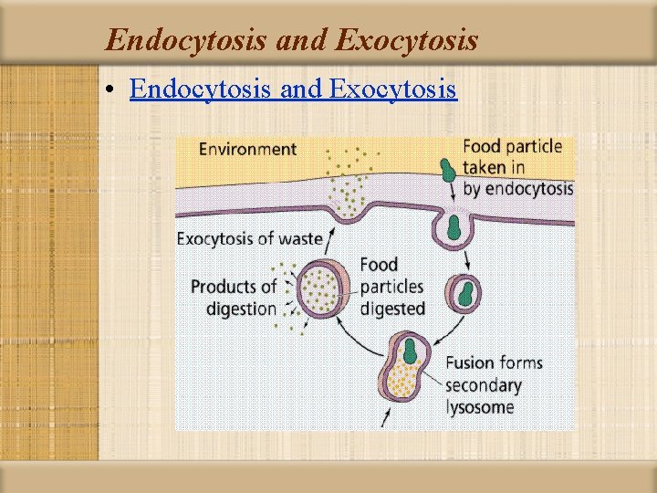 Endocytosis and Exocytosis • Endocytosis and Exocytosis 