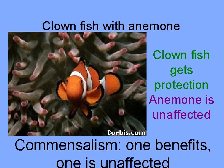 Clown fish with anemone Clown fish gets protection Anemone is unaffected Commensalism: one benefits,