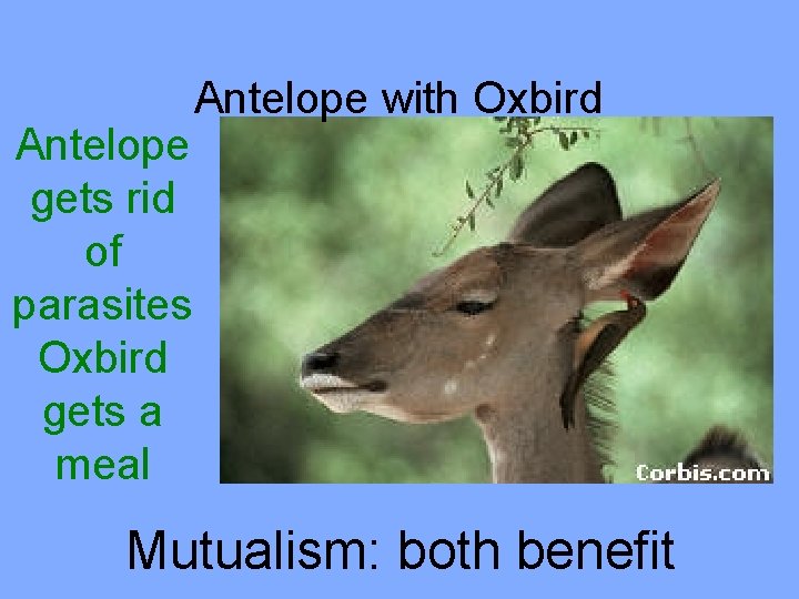 Antelope gets rid of parasites Oxbird gets a meal Antelope with Oxbird Mutualism: both