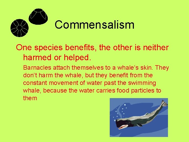 Commensalism One species benefits, the other is neither harmed or helped. Barnacles attach themselves