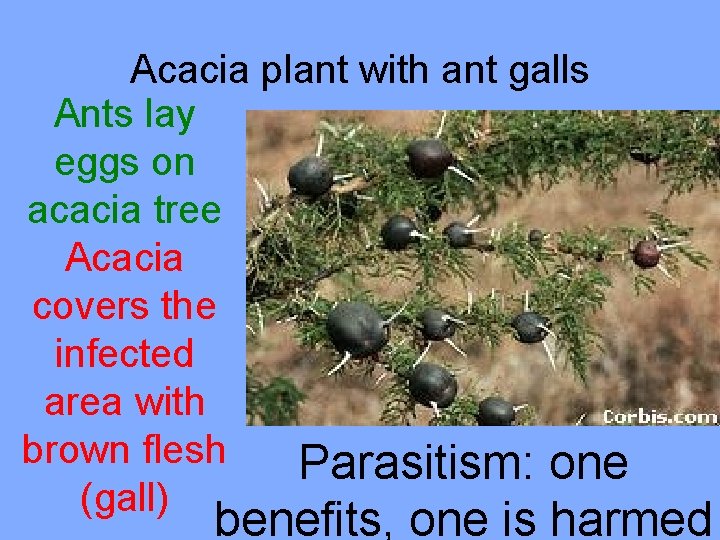 Acacia plant with ant galls Ants lay eggs on acacia tree Acacia covers the