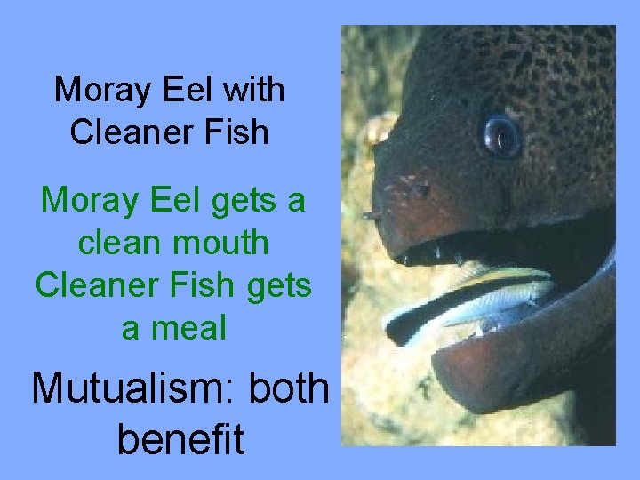 Moray Eel with Cleaner Fish Moray Eel gets a clean mouth Cleaner Fish gets