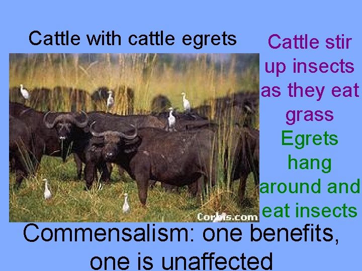 Cattle with cattle egrets Cattle stir up insects as they eat grass Egrets hang