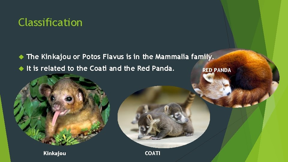 Classification The Kinkajou or Potos Flavus is in the Mammalia family. It is related