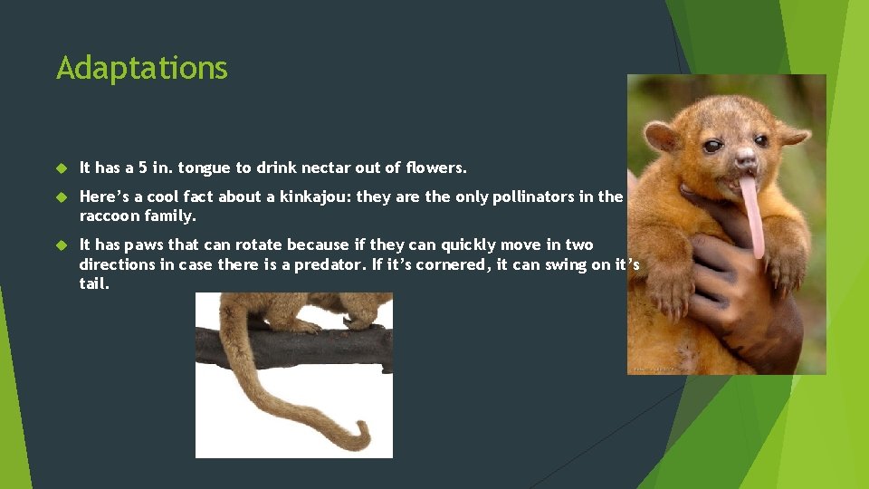 Adaptations It has a 5 in. tongue to drink nectar out of flowers. Here’s
