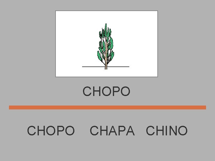 CHOPO CHAPA CHINO 