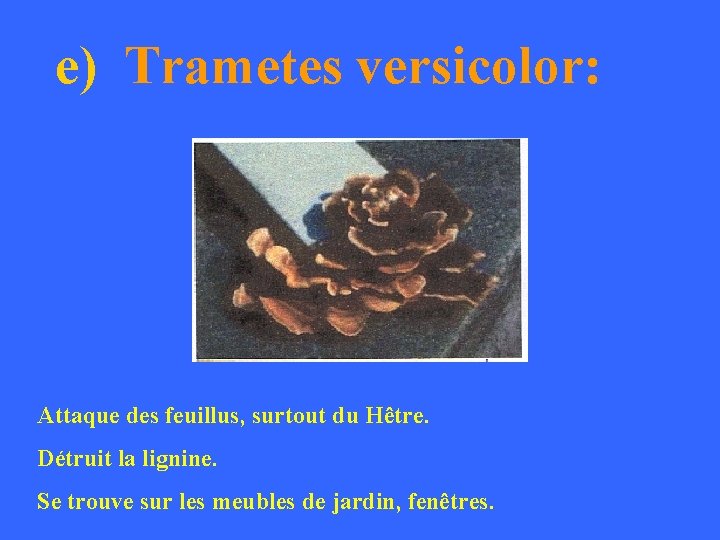 e) Trametes versicolor: Attaque des feuillus, surtout du Hêtre. Détruit la lignine. Se trouve