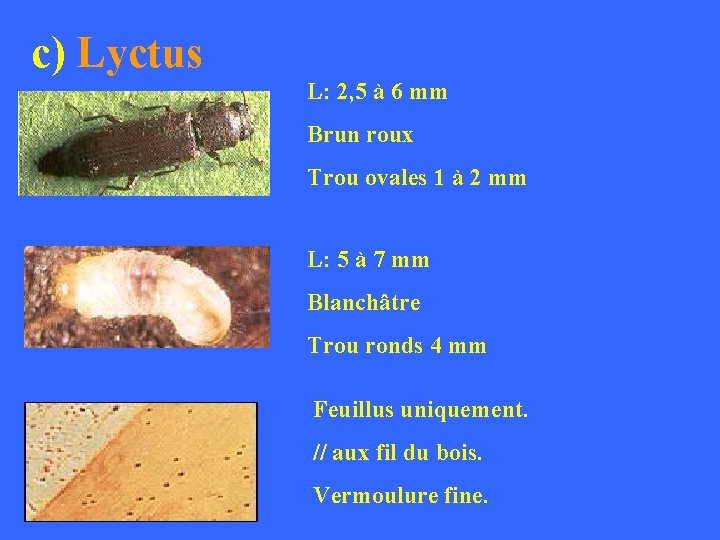 c) Lyctus L: 2, 5 à 6 mm Brun roux Trou ovales 1 à