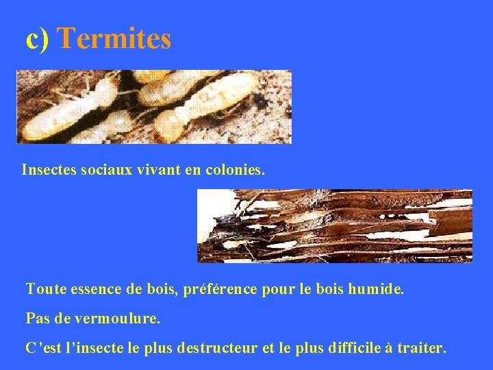 c) Termites Insectes sociaux vivant en colonies. Toute essence de bois, préférence pour le