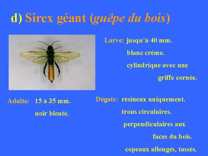 d) Sirex géant (guêpe du bois) Larve: jusqu’à 40 mm. blanc crème. cylindrique avec