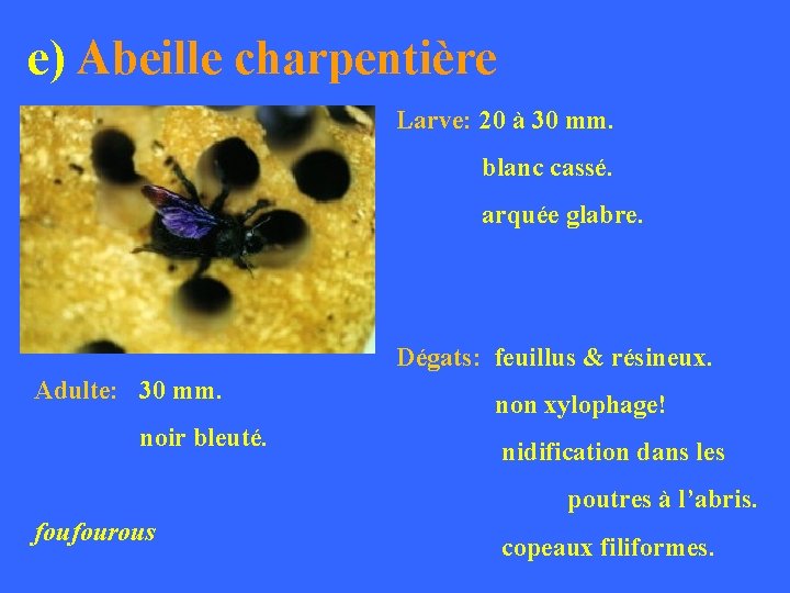 e) Abeille charpentière Larve: 20 à 30 mm. blanc cassé. arquée glabre. Dégats: feuillus