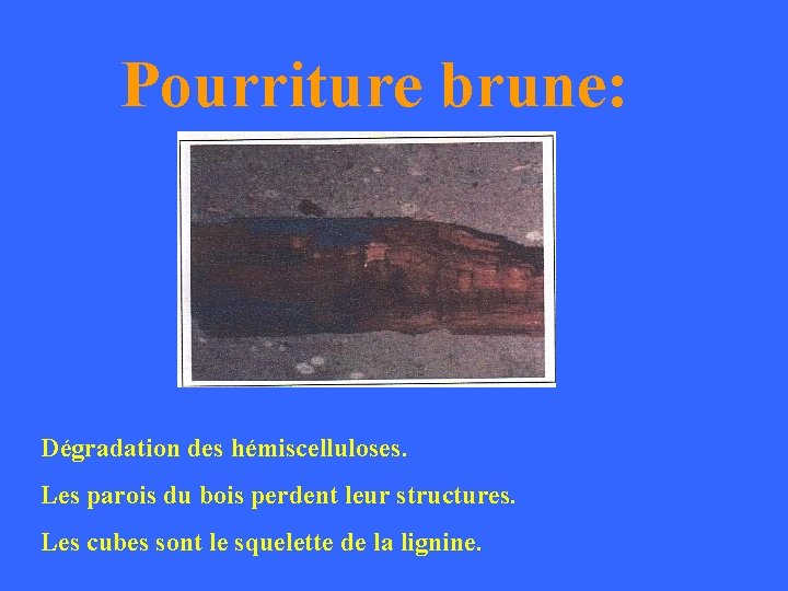 Pourriture brune: Dégradation des hémiscelluloses. Les parois du bois perdent leur structures. Les cubes