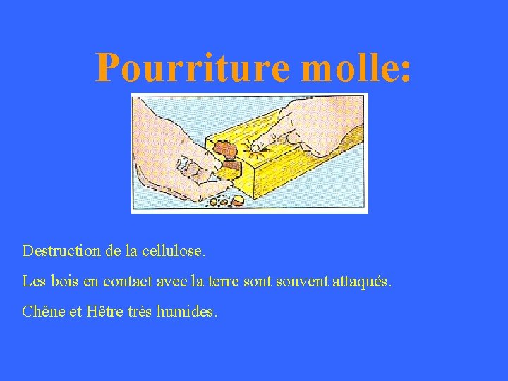 Pourriture molle: Destruction de la cellulose. Les bois en contact avec la terre sont