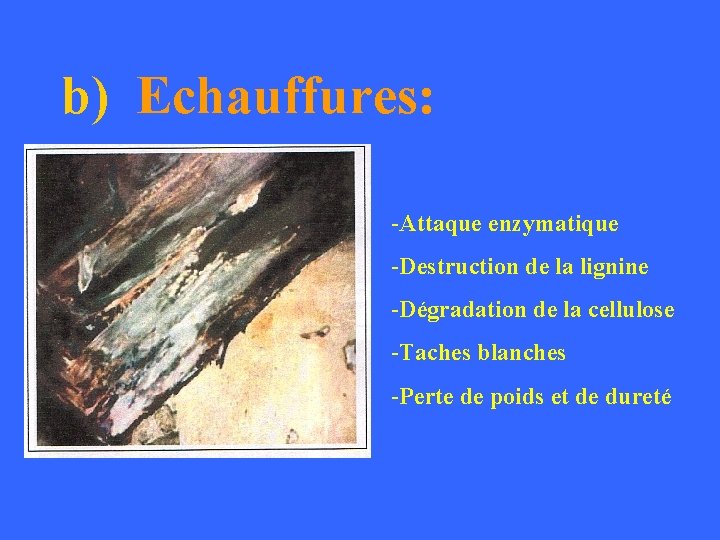 b) Echauffures: -Attaque enzymatique -Destruction de la lignine -Dégradation de la cellulose -Taches blanches