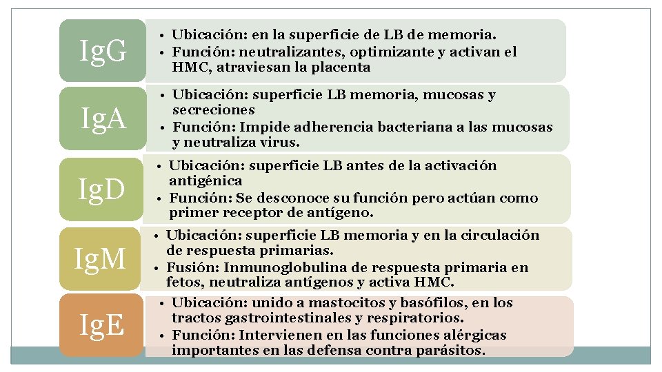 Ig. G • Ubicación: en la superficie de LB de memoria. • Función: neutralizantes,
