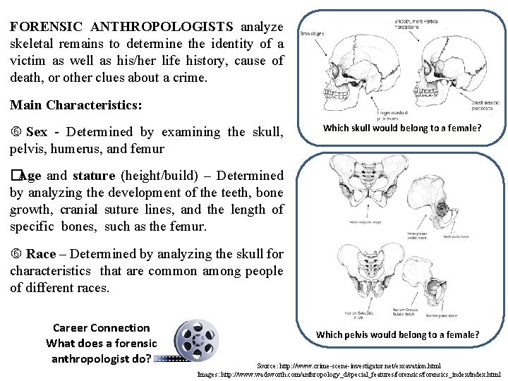 FORENSIC ANTHROPOLOGISTS analyze skeletal remains to determine the identity of a victim as well
