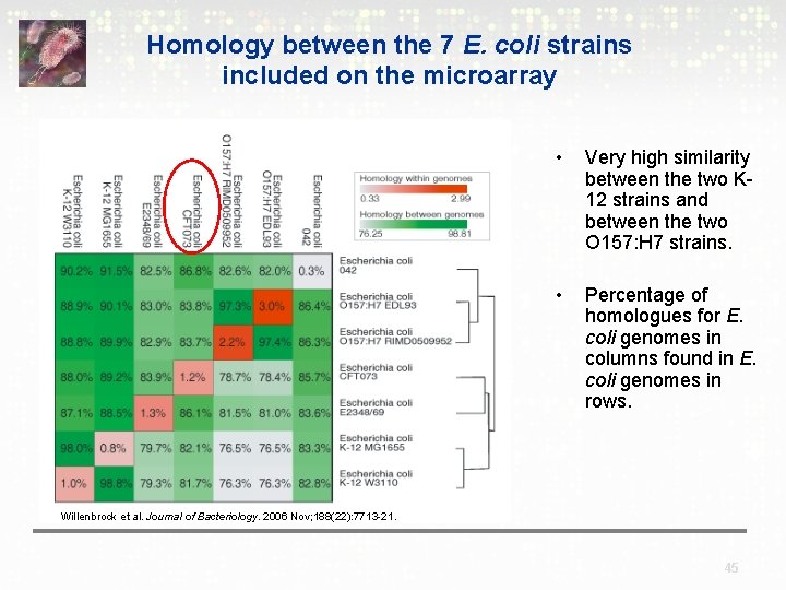 Homology between the 7 E. coli strains included on the microarray • Very high