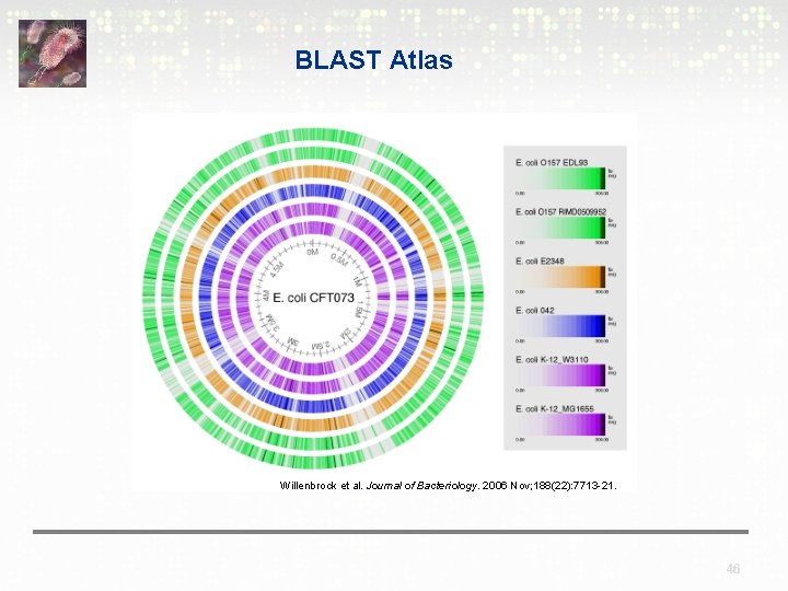 BLAST Atlas Willenbrock et al. Journal of Bacteriology. 2006 Nov; 188(22): 7713 -21. 46