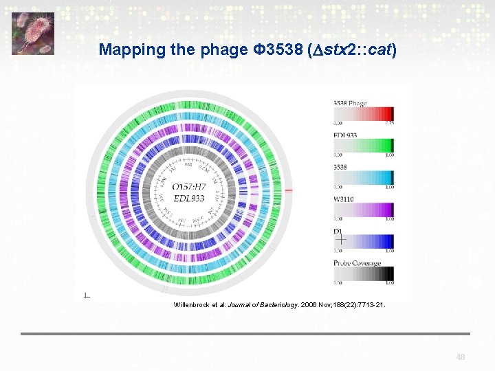 Mapping the phage Φ 3538 ( stx 2: : cat) Willenbrock et al. Journal
