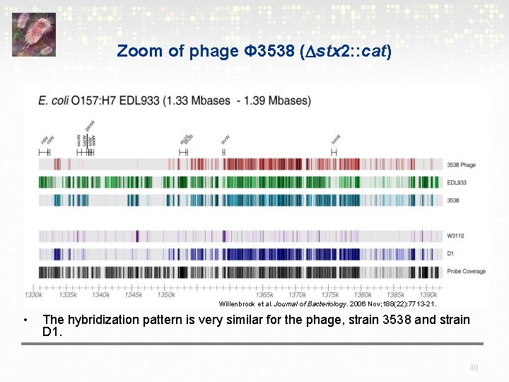 Zoom of phage Φ 3538 ( stx 2: : cat) Willenbrock et al. Journal