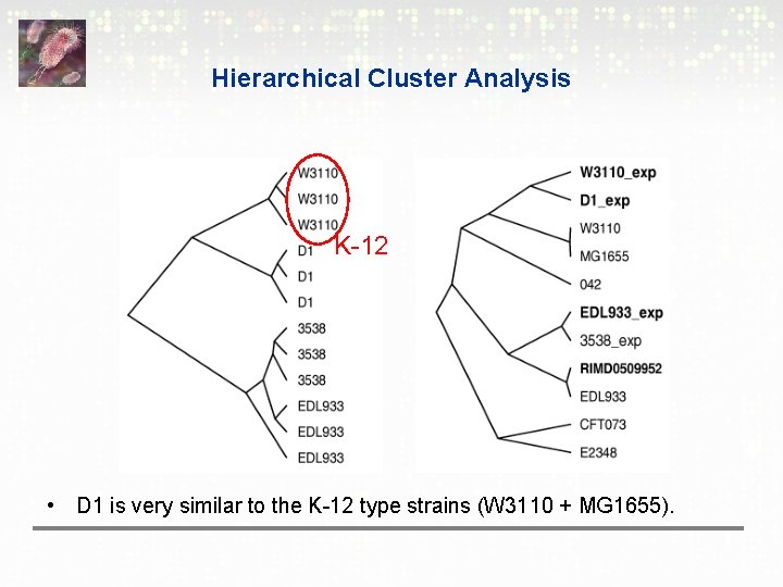 Hierarchical Cluster Analysis K-12 • D 1 is very similar to the K-12 type