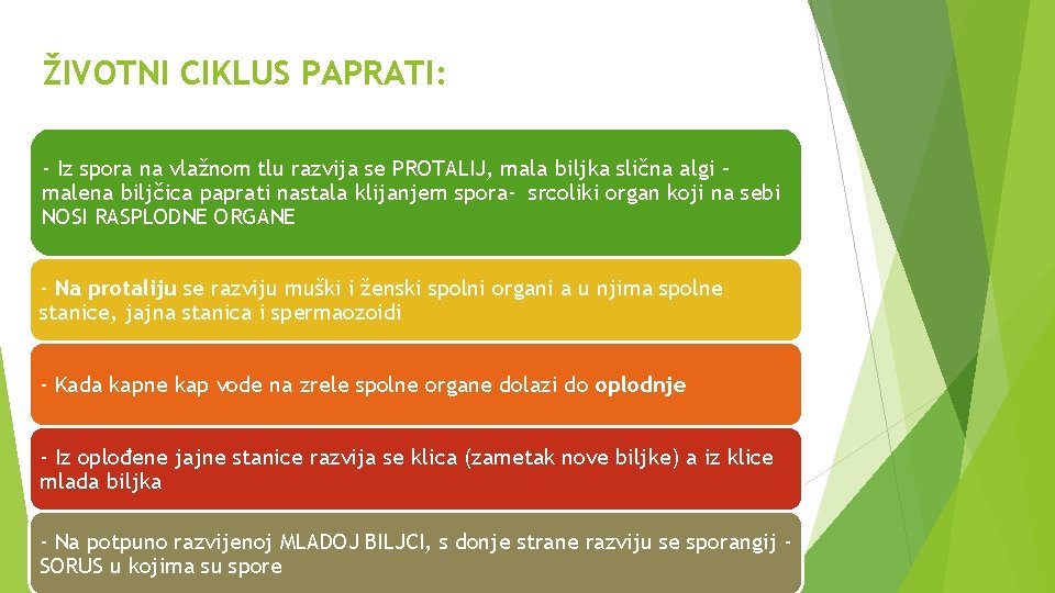 ŽIVOTNI CIKLUS PAPRATI: - Iz spora na vlažnom tlu razvija se PROTALIJ, mala biljka