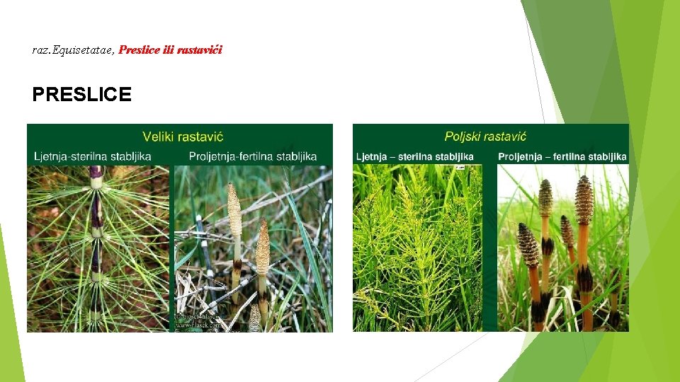raz. Equisetatae, Preslice ili rastavići PRESLICE 