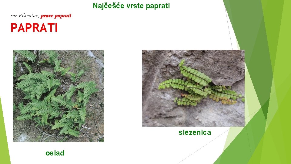 Najčešće vrste paprati raz. Filicatae, prave paprati PAPRATI slezenica oslad 