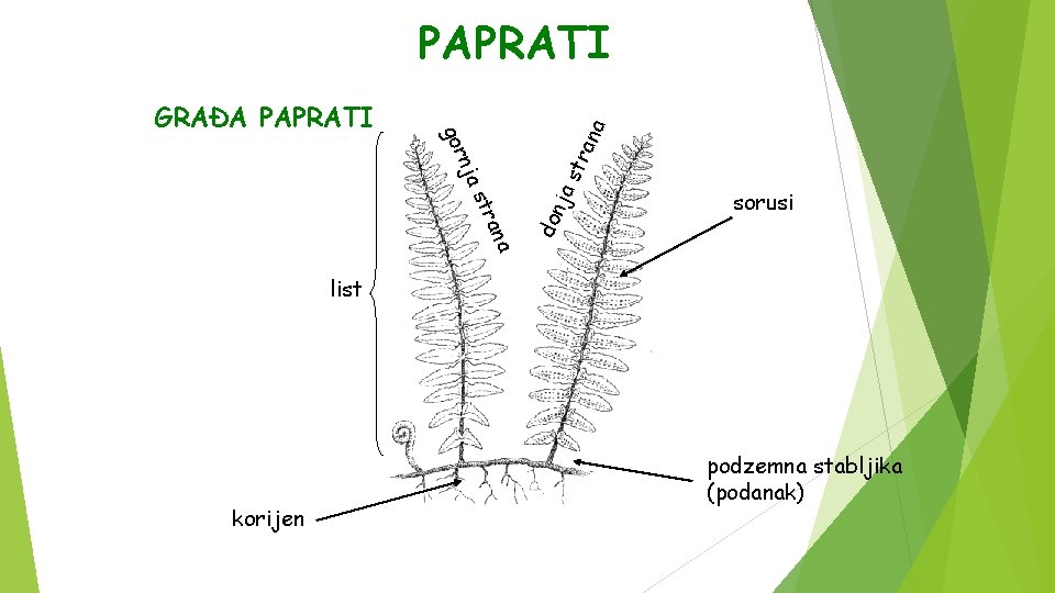 ana as str don j nja gor GRAĐA PAPRATI tra na PAPRATI sorusi list